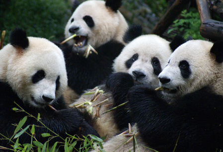 Panda’s, mountaintrail & homestay