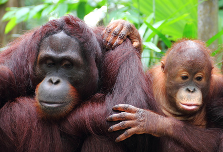 Orang-oetan jungle trek