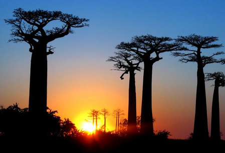 Baobab Alley met je 4WD