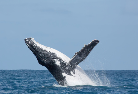 Walvisspotten op Ile Sainte Marie