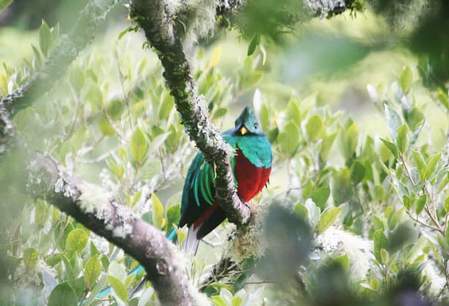 Vogelparadijs San Gerardo de Dota