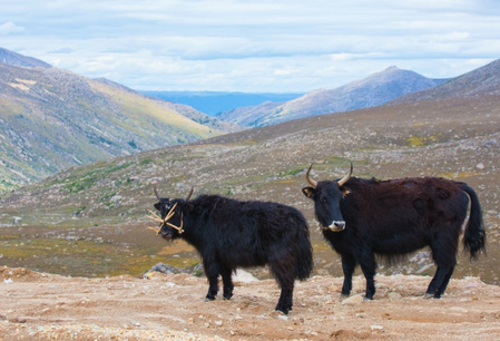 Tibetaanse graslanden Sichuan