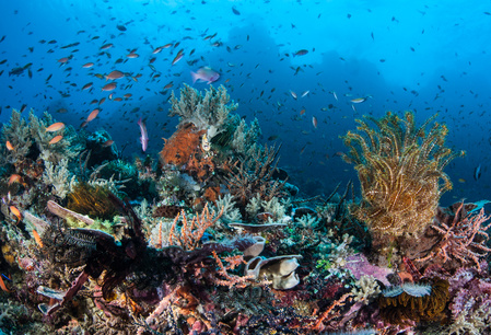 Koraalsnorkelen op Bunaken