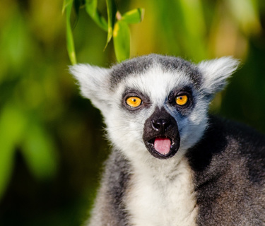 Madagaskar rondreis - de leukste