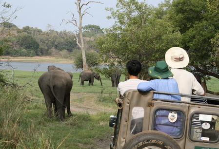 Olifantsafari in Yala Park