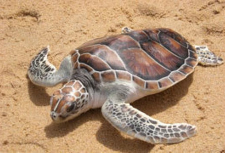 De schildpadden van Tortuguero
