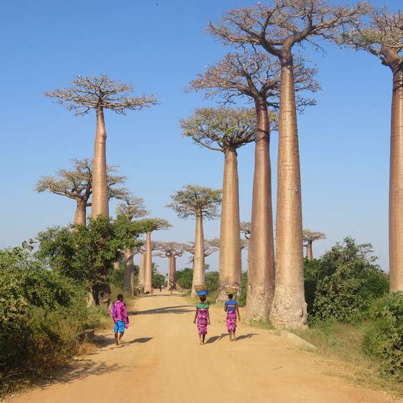 Goedkoop Vliegen Naar Madagaskar Local Hero Travel