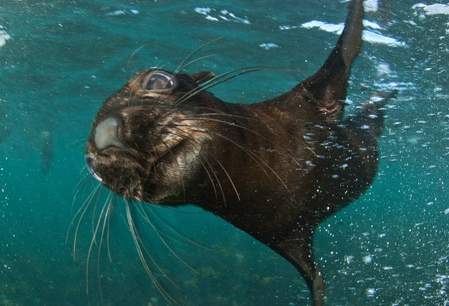 Snorkelen tussen de zeehonden